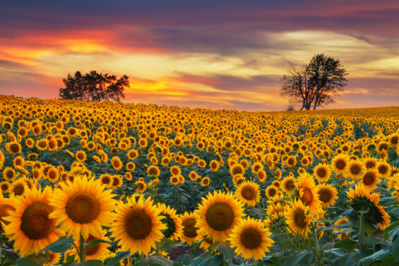 an expansive field of blooming sunflowers during a colorful Kansas sunset