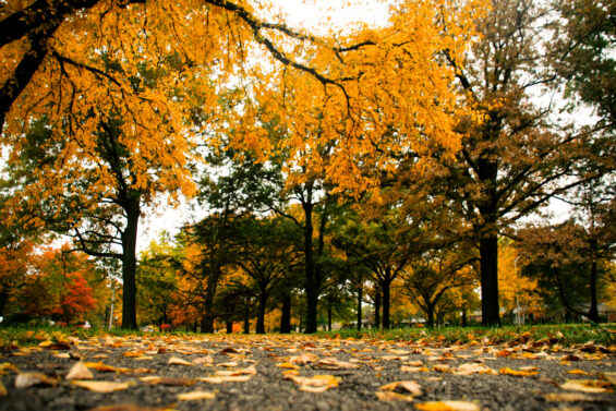 Fall leaves line the ground on a Kansas hiking path