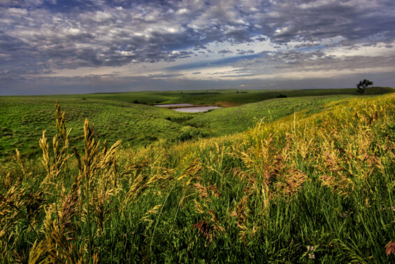 Rolling hills and wheat fields during spring in Kansas
