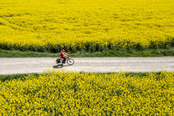 women riding a bicycle through a field of sunflowers